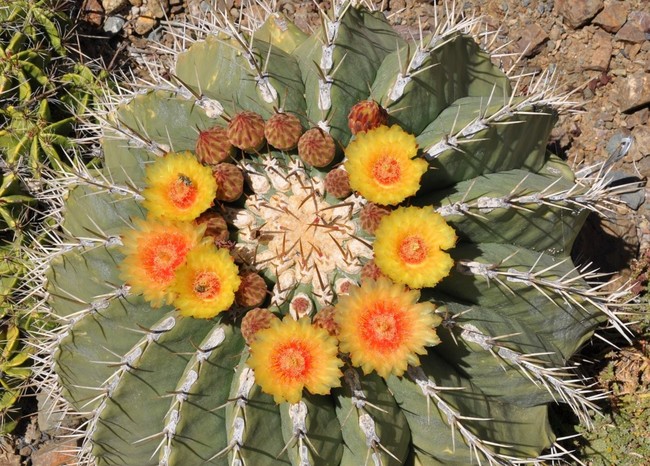 Dry Garden Design: The Continuing Legacy of the Ruth Bancroft Garden - SOLD OUT